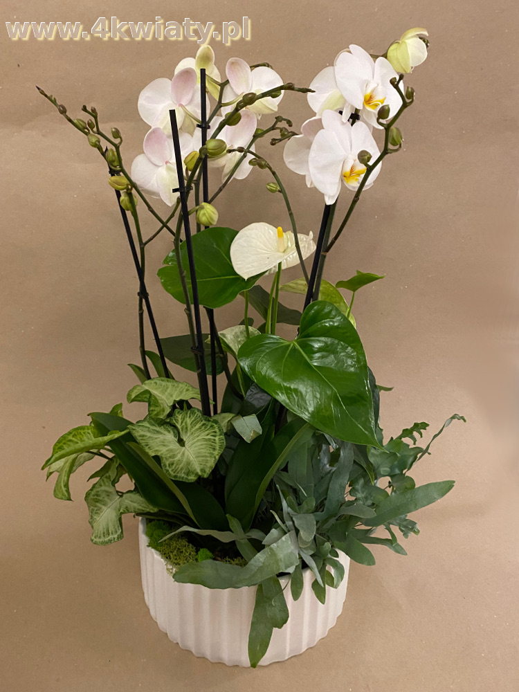 Nasadzenie z roślin doniczkowych storczyk phalenopsis biały, syngonium, phlebodium